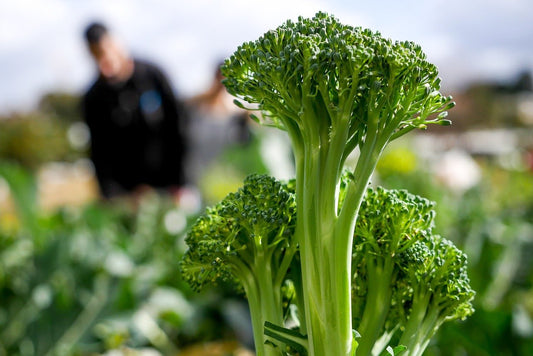 Hvad er de sundhedsmæssige fordele ved Broccoli stilke? - Britt's Superfoods DK