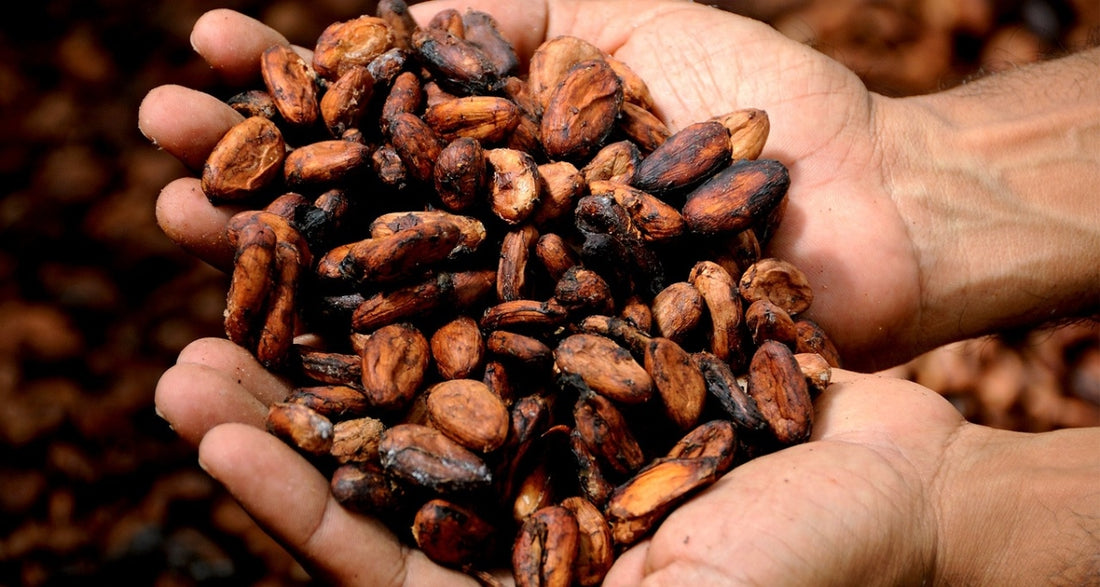 De sundhedsmæssige fordele ved kakao