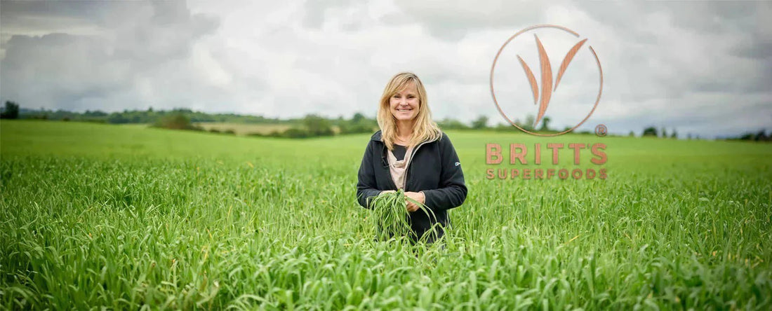 De største fordele ved hvedegræssaft og de bedste måder at nyde den på - Britt's Superfoods DK
